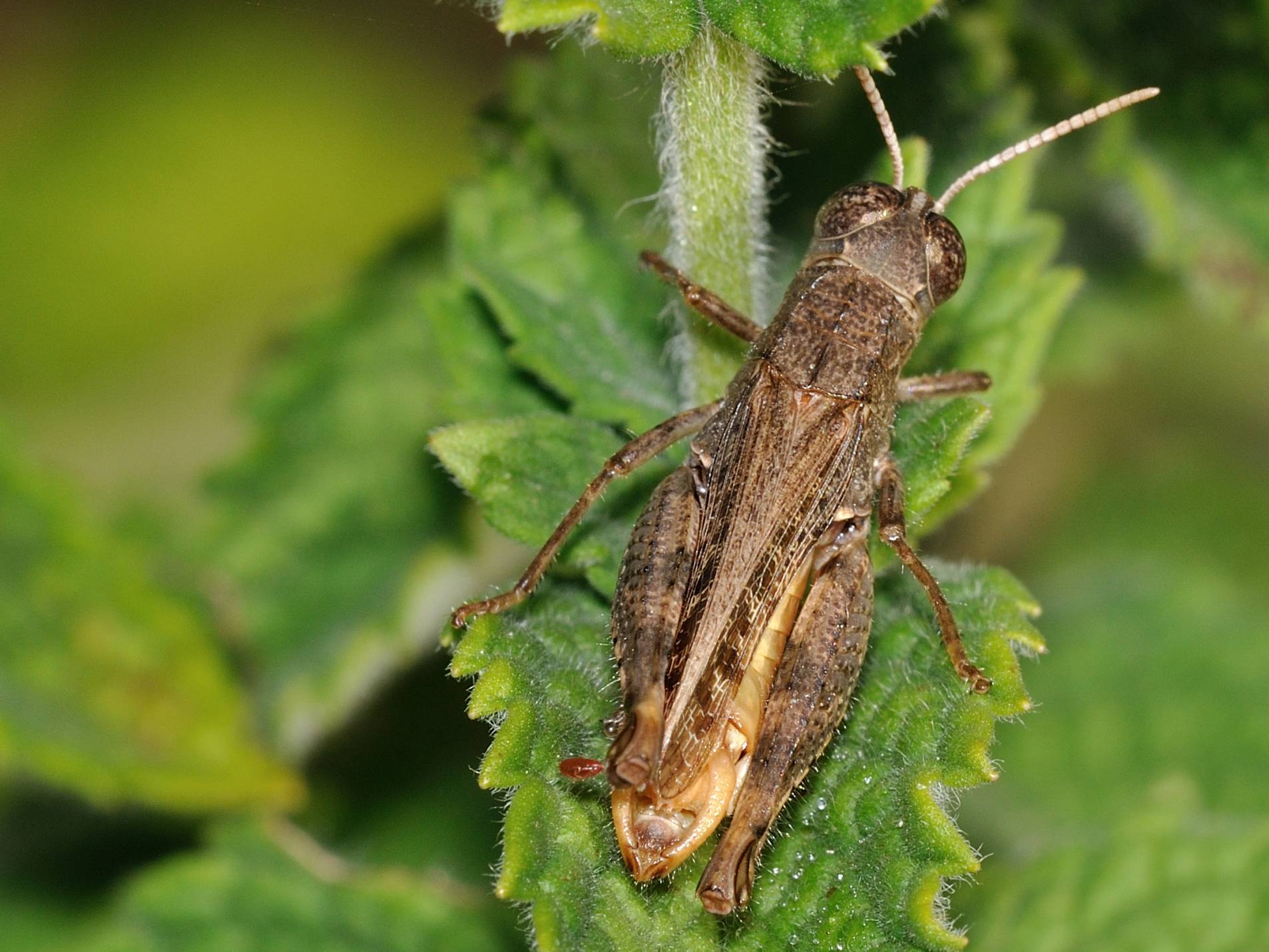 ID Orthoptera 3